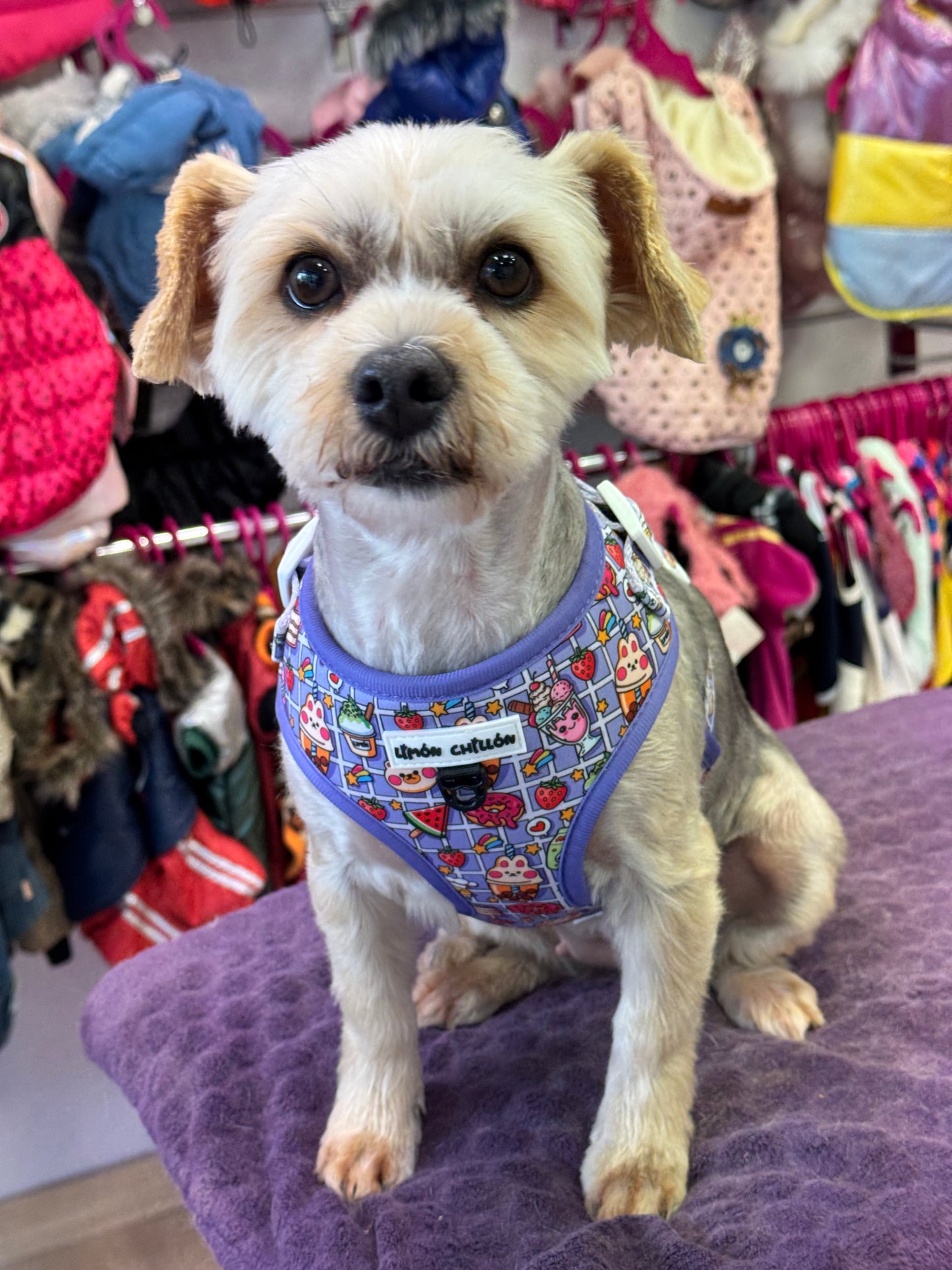 Arnés Ajustable CANDY YUKI