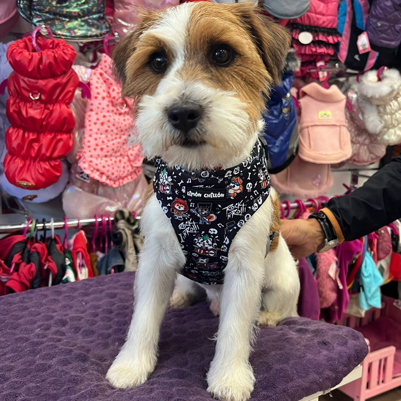 Arnés Ajustable TATI ROCK